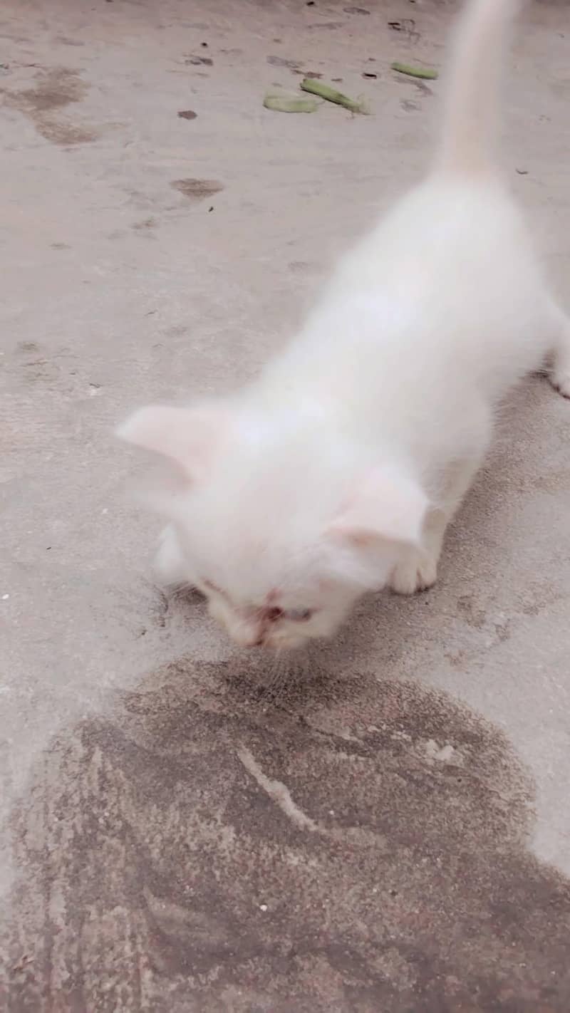 cute cats 1
