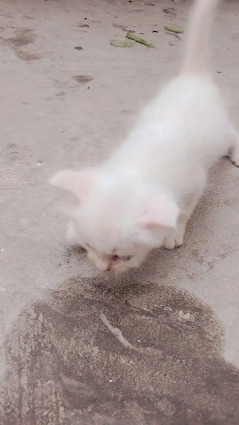 cute cats — photo 2