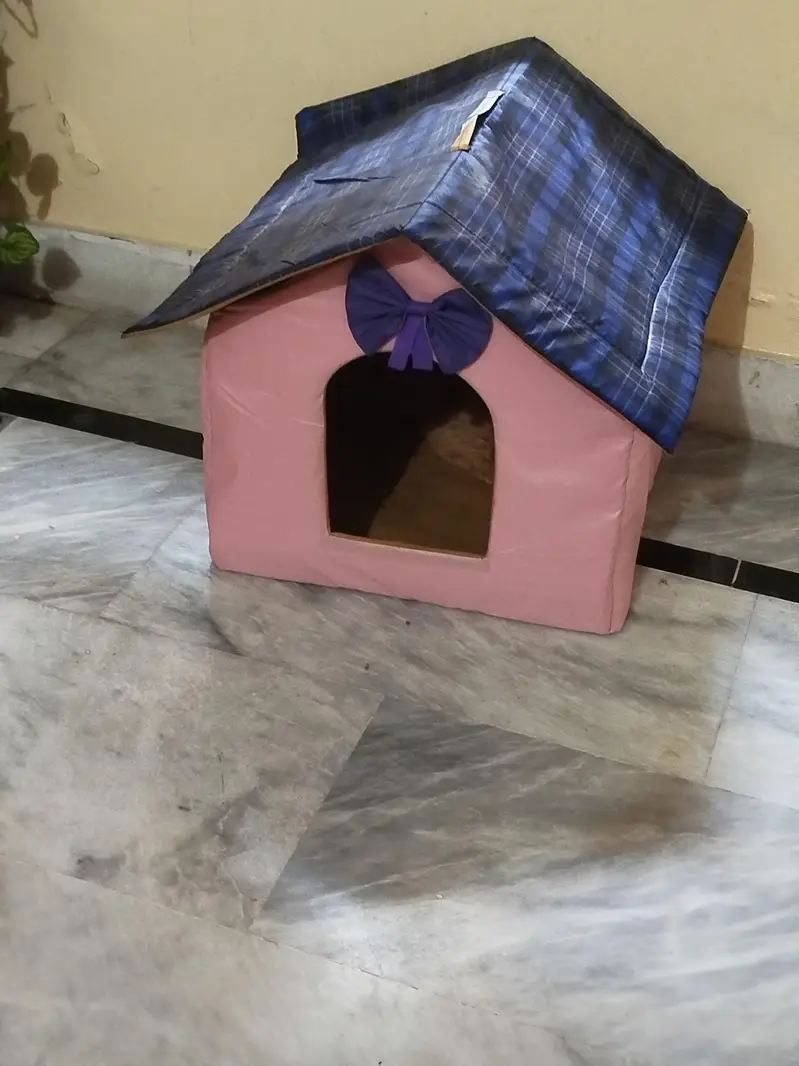 cat selling bcz going to umra — photo 4