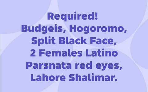 Required Breeder Pair of Budgeis, Hogo