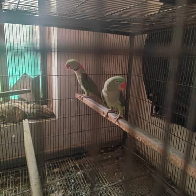 raw parrot breader pairJambo size