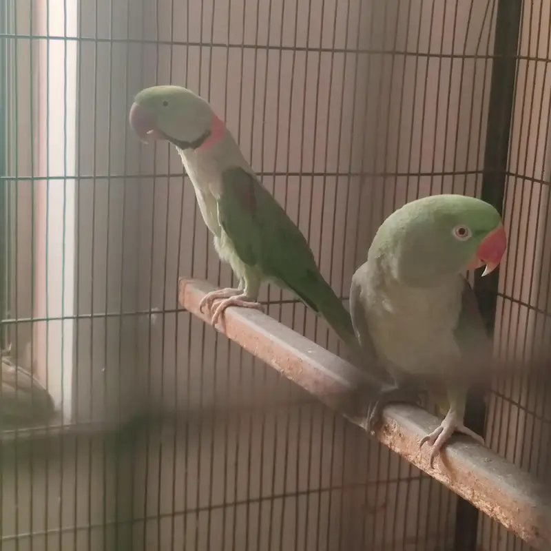 raw parrot breader pairJambo size — photo 2