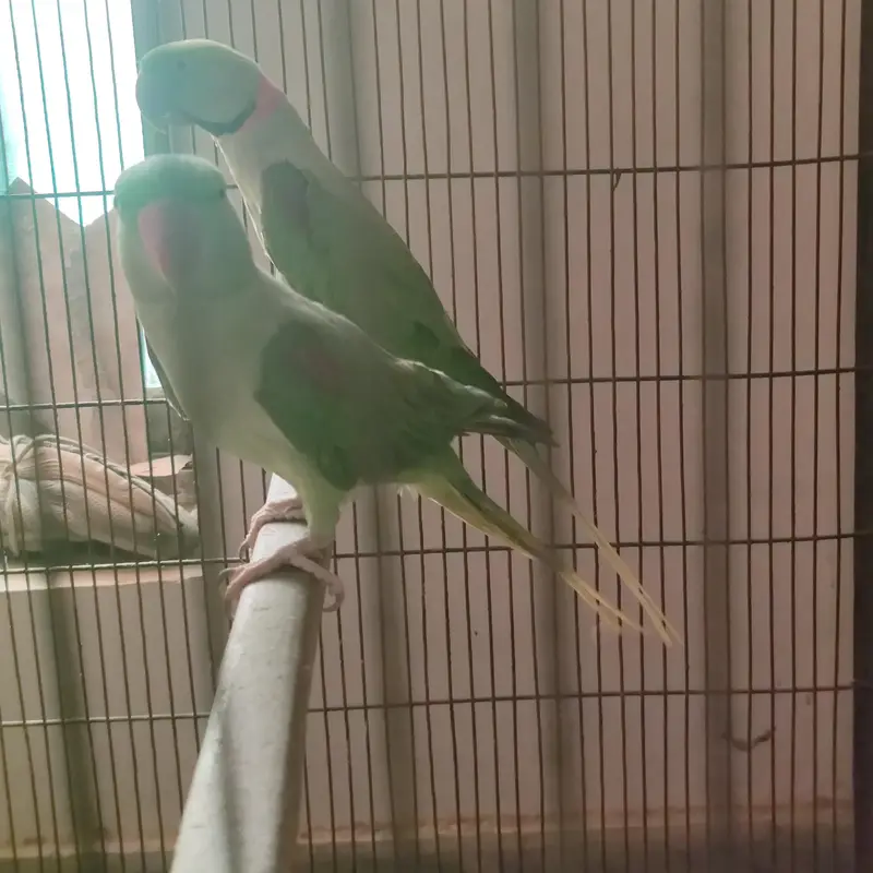 raw parrot breader pairJambo size — photo 3