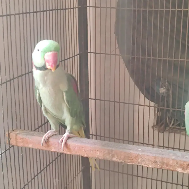 raw parrot breader pairJambo size — photo 4