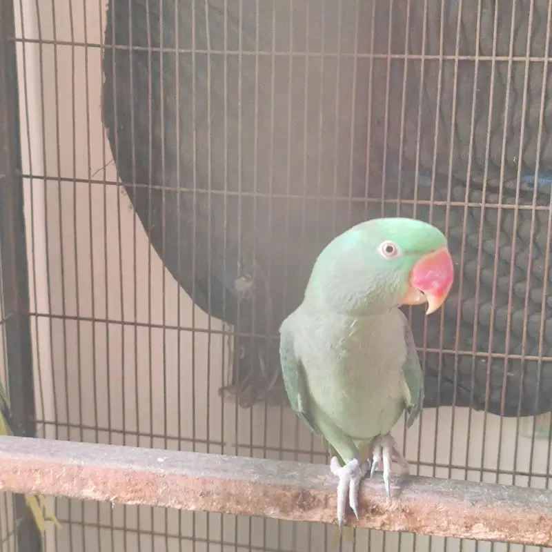 raw parrot breader pairJambo size — photo 5