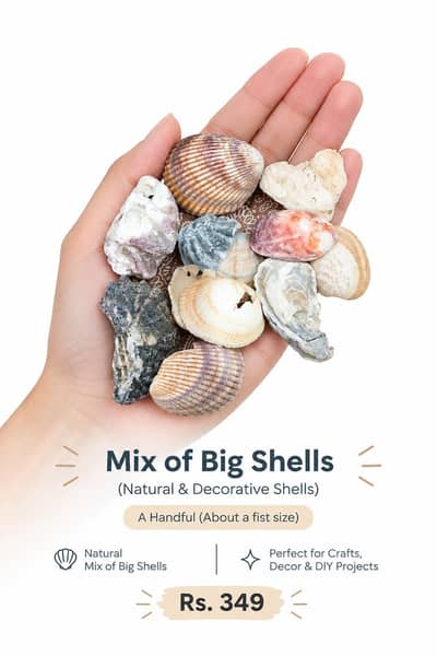 Mix of Big Sea Shells