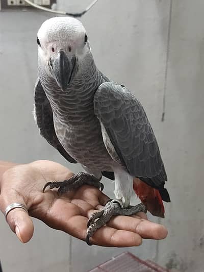 GREY Parrot tame start talking
