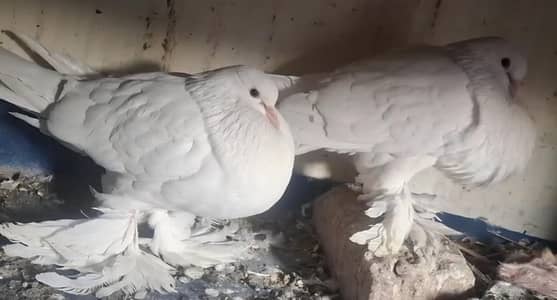 White Ghubara Breeder pair for sale