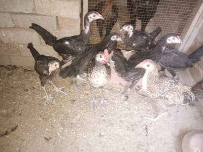 Aseel and Dasi chick's