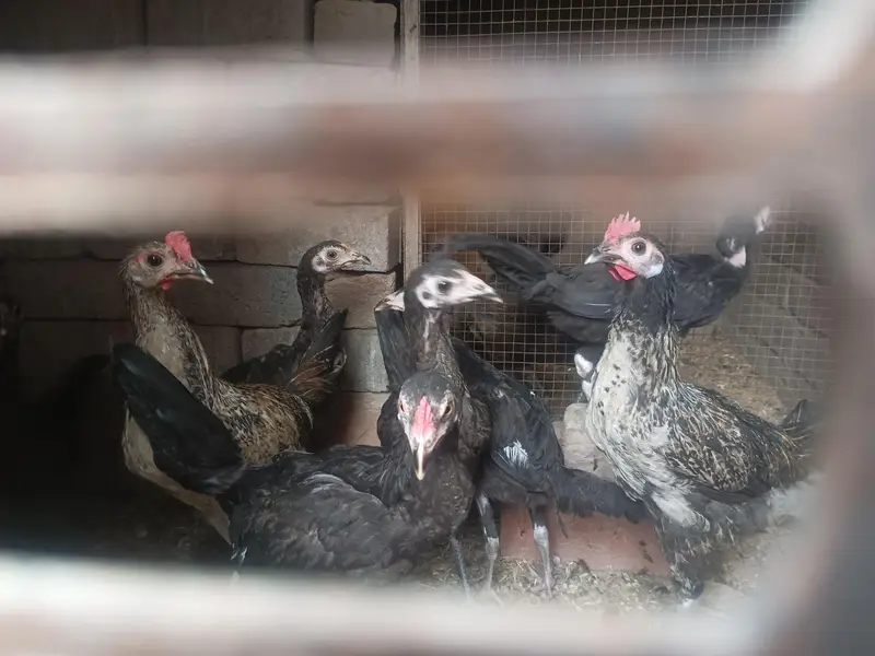 Aseel and Dasi chick's — photo 2