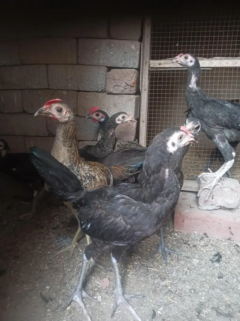 Aseel and Dasi chick's — photo 3