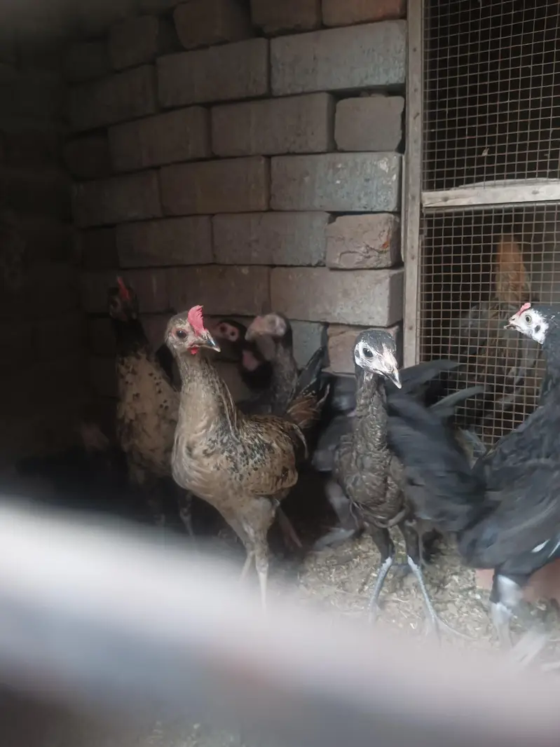 Aseel and Dasi chick's — photo 4