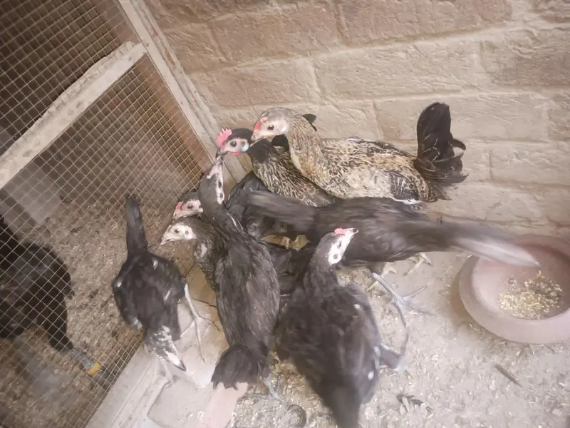 Aseel and Dasi chick's — photo 5