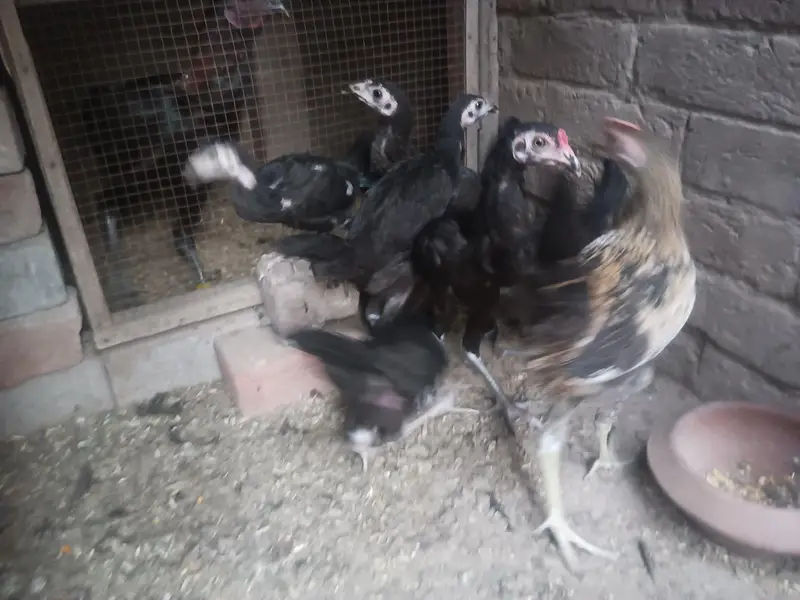 Aseel and Dasi chick's — photo 6