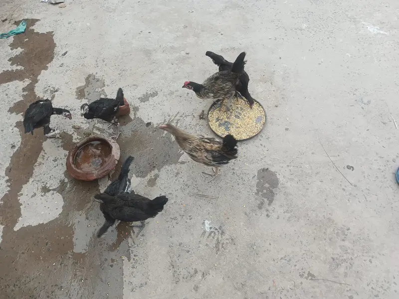Aseel and Dasi chick's — photo 7
