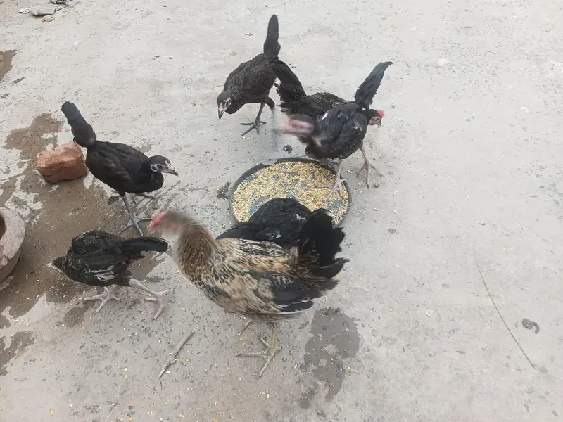 Aseel and Dasi chick's — photo 8