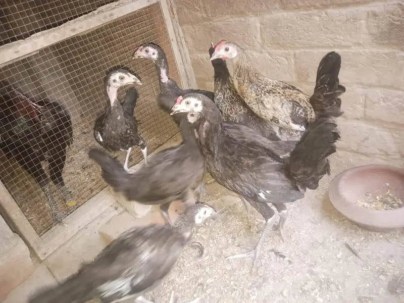 Aseel and Dasi chick's — photo 9
