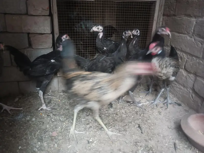 Aseel and Dasi chick's — photo 10