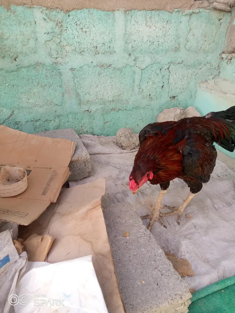 aseel jagir aur mushka 03152777437 — photo 2