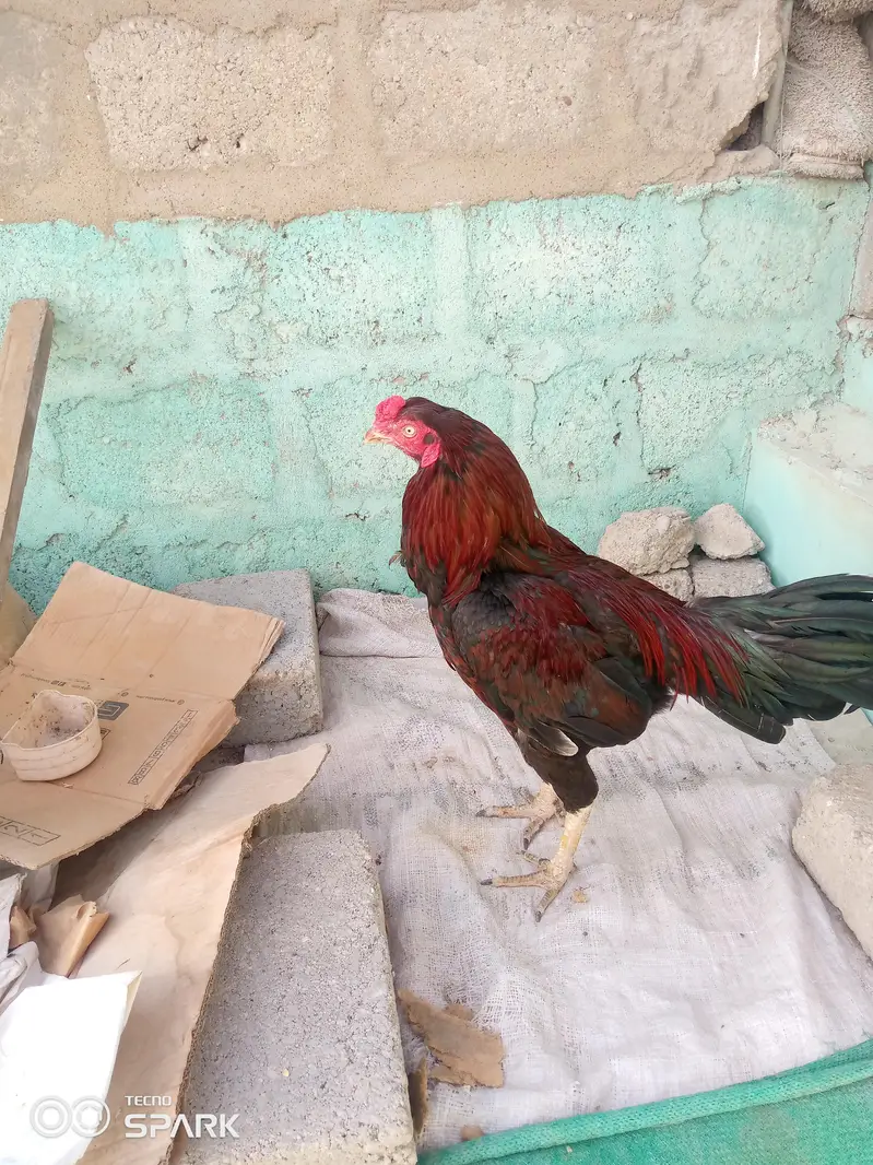 aseel jagir aur mushka 03152777437 — photo 6