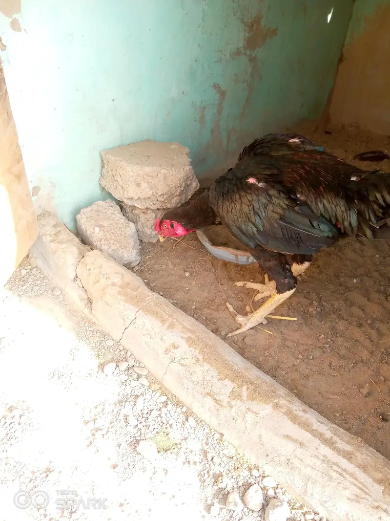 aseel jagir aur mushka 03152777437 — photo 11