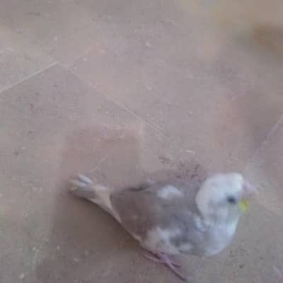 2 Eno pied cockatiel chick for sell
