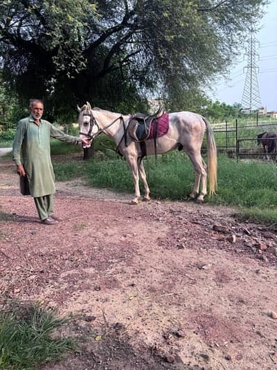 Nezabaaz Horse