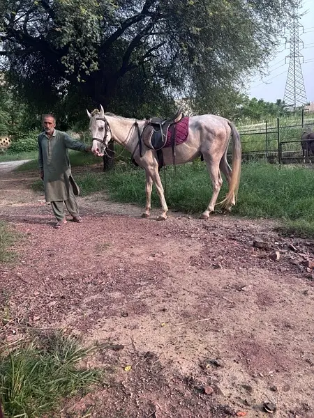 Nezabaaz Horse — photo 2