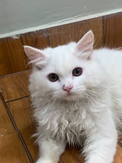 Persian Cat Fully Trained Doll Face