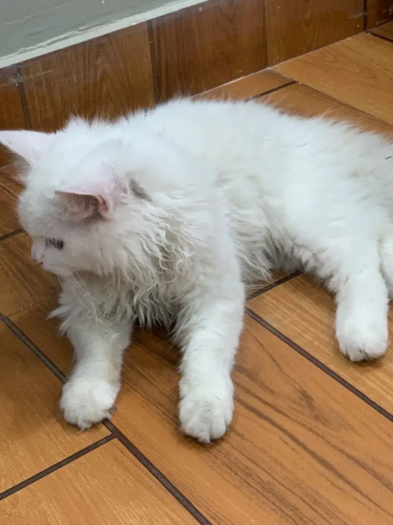 Persian Cat Fully Trained Doll Face — photo 2