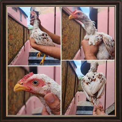 Aseel cheena home breed