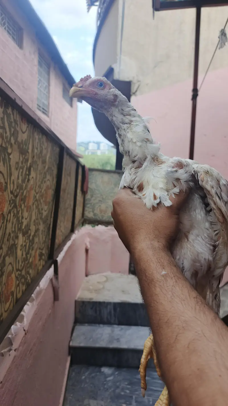 Aseel cheena home breed — photo 2