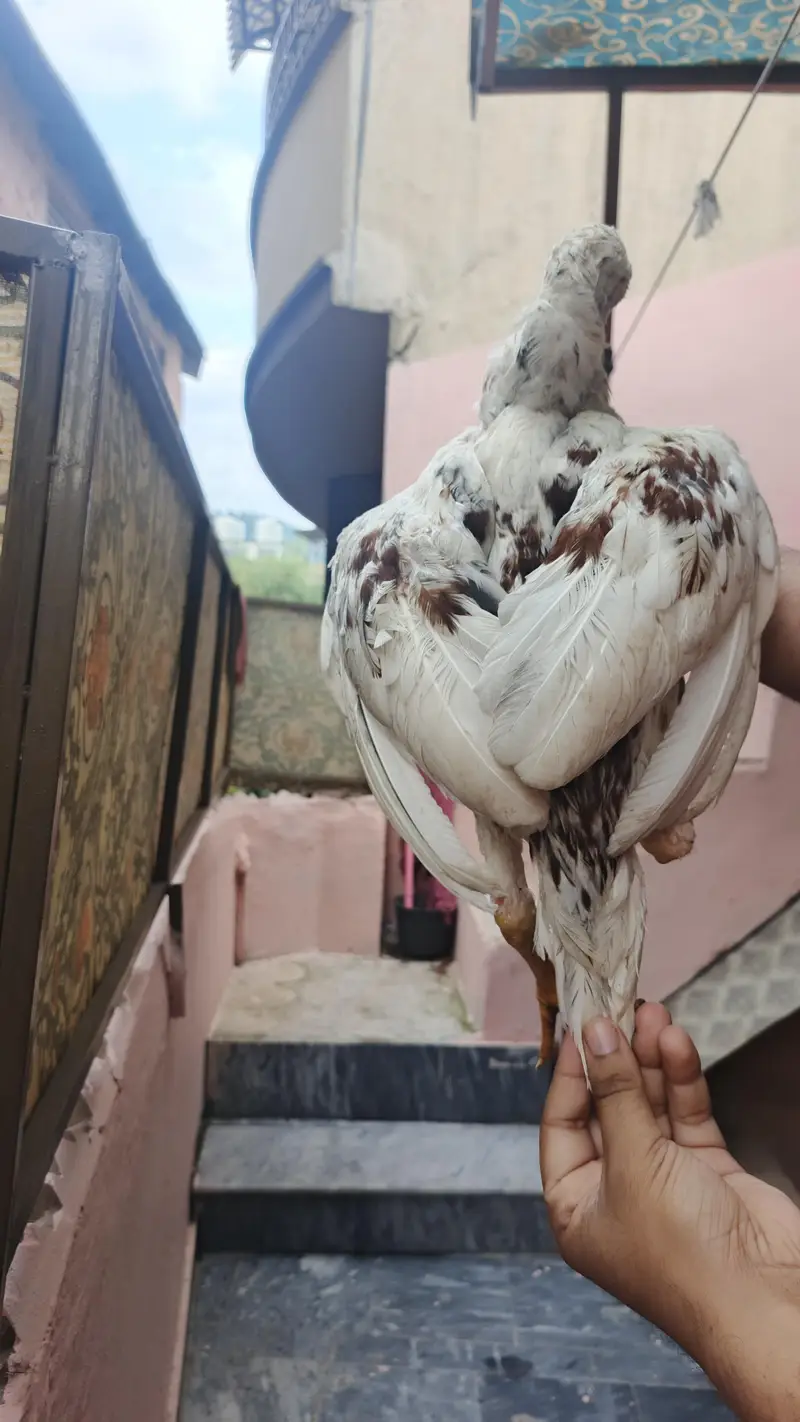 Aseel cheena home breed — photo 3