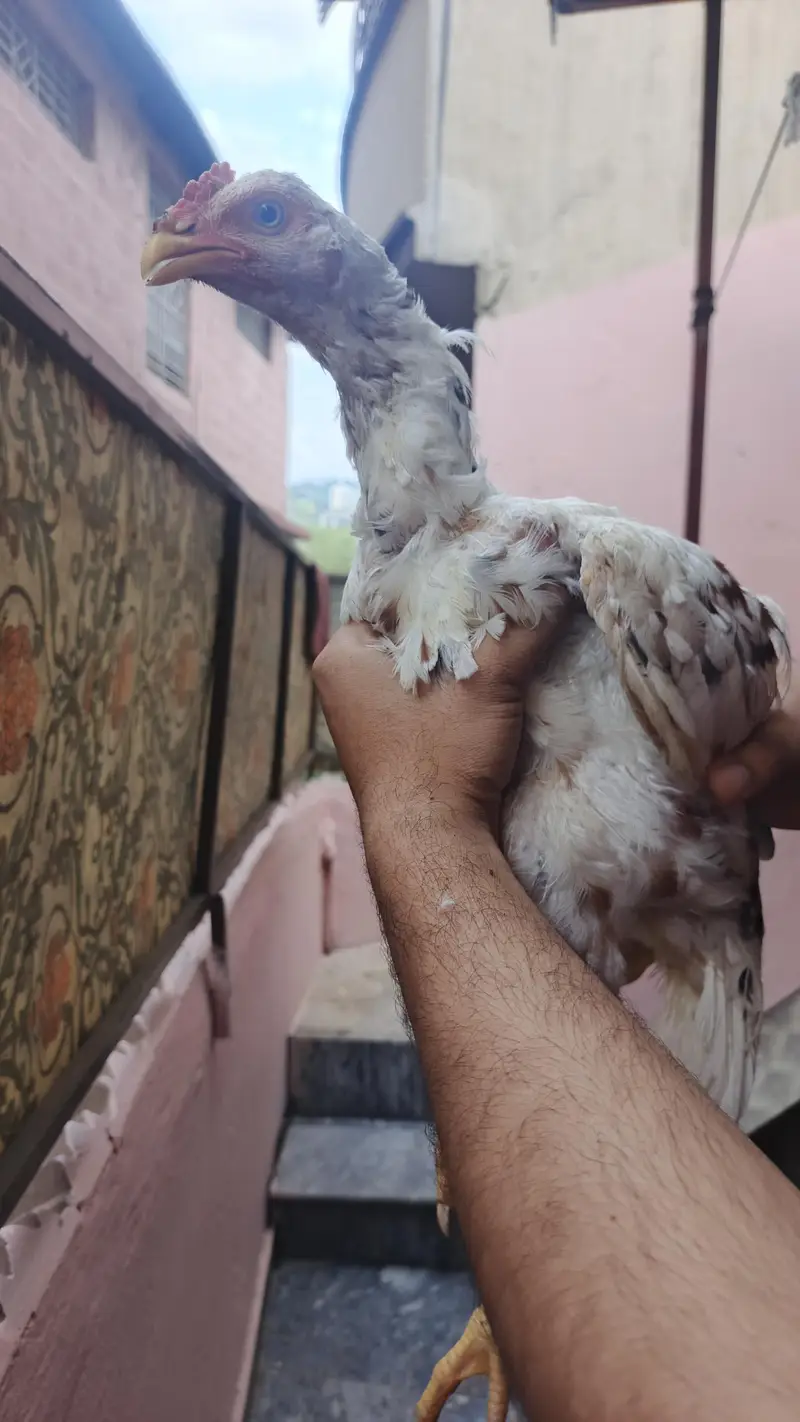 Aseel cheena home breed — photo 4