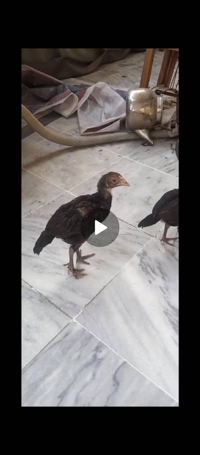 Chicken