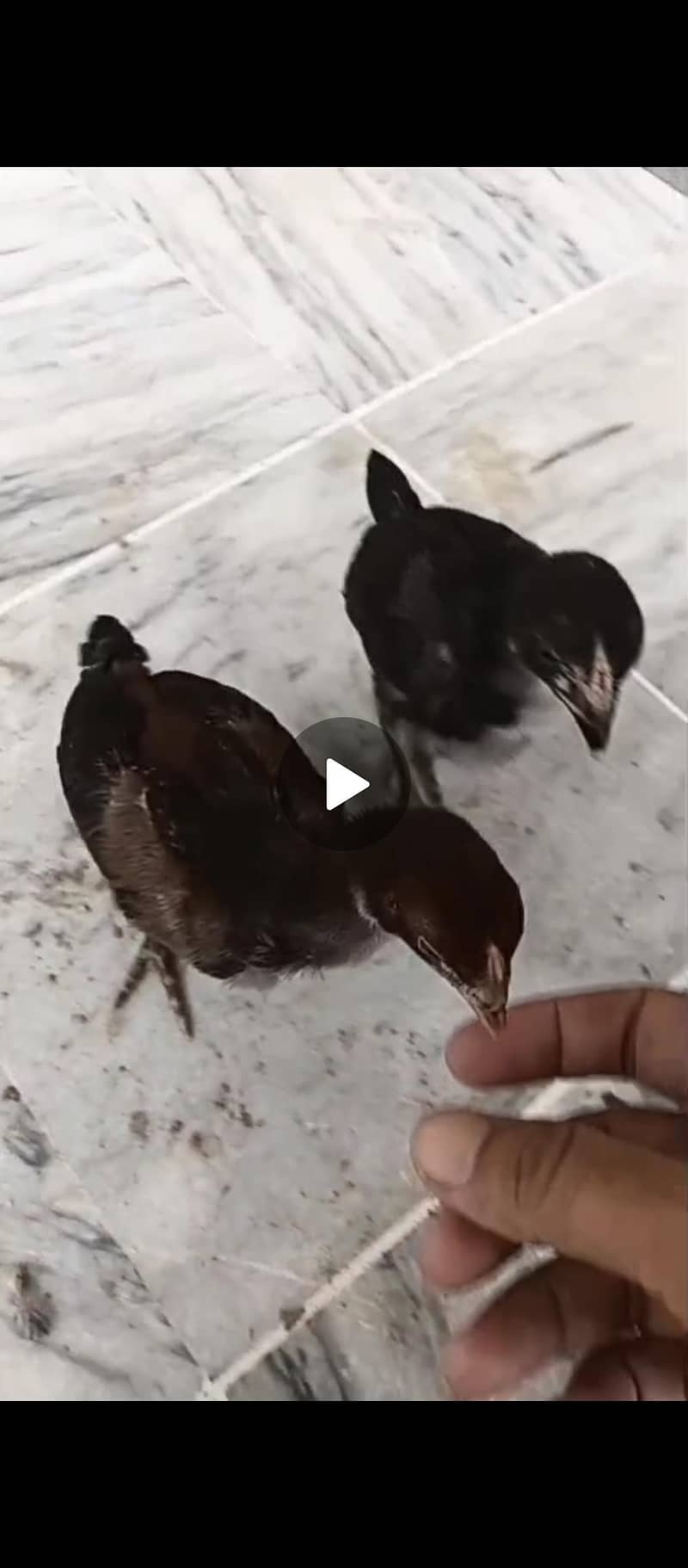 Chicken 1