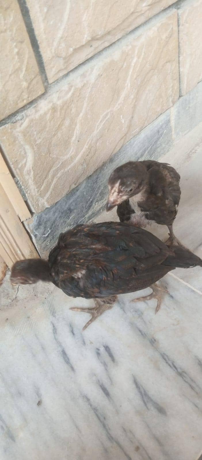 Chicken 2