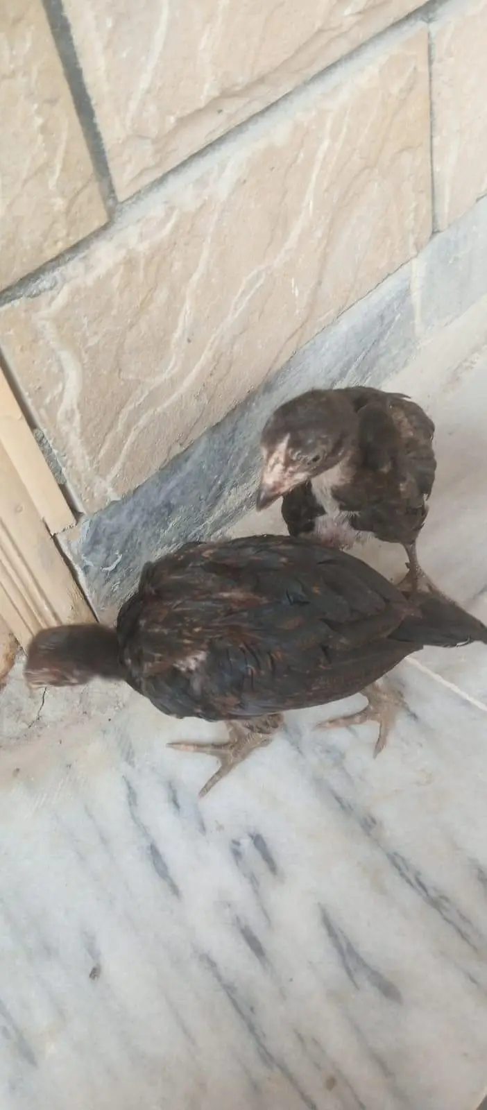 Chicken — photo 3