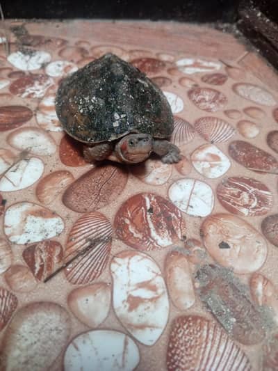 Small Turtle for Sale