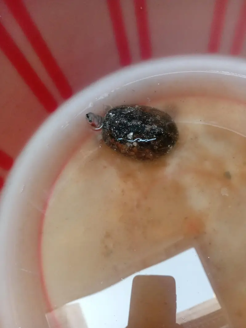 Small Turtle for Sale — photo 2