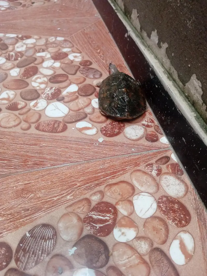 Small Turtle for Sale — photo 3