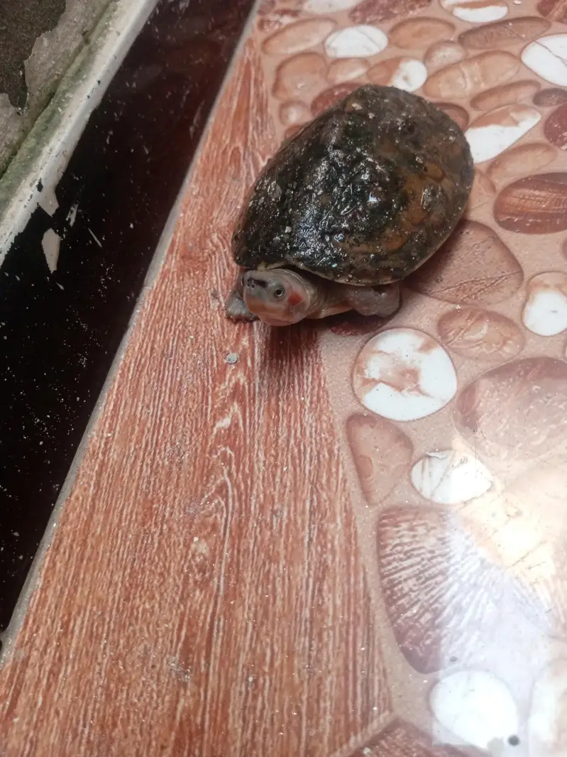Small Turtle for Sale — photo 4
