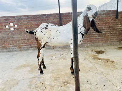 Makhi cheena beetal cross bakra / goat / bakri