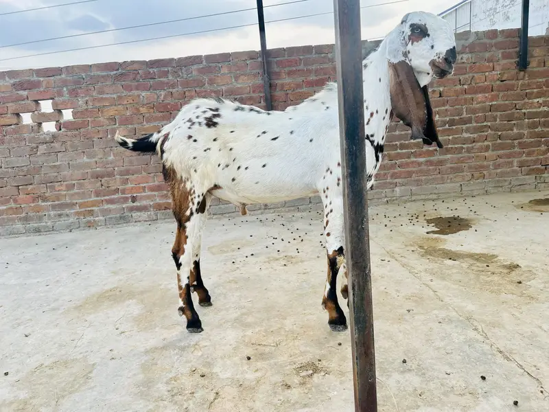 Makhi cheena beetal cross bakra / goat / bakri — photo 2