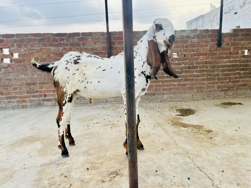 Makhi cheena beetal cross bakra / goat / bakri — photo 3