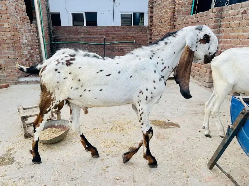 Makhi cheena beetal cross bakra / goat / bakri — photo 4