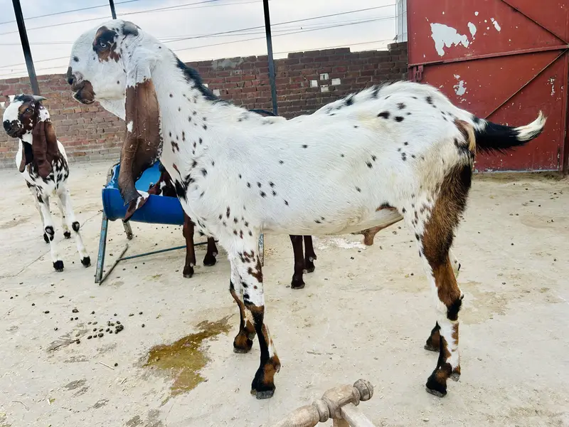 Makhi cheena beetal cross bakra / goat / bakri — photo 5