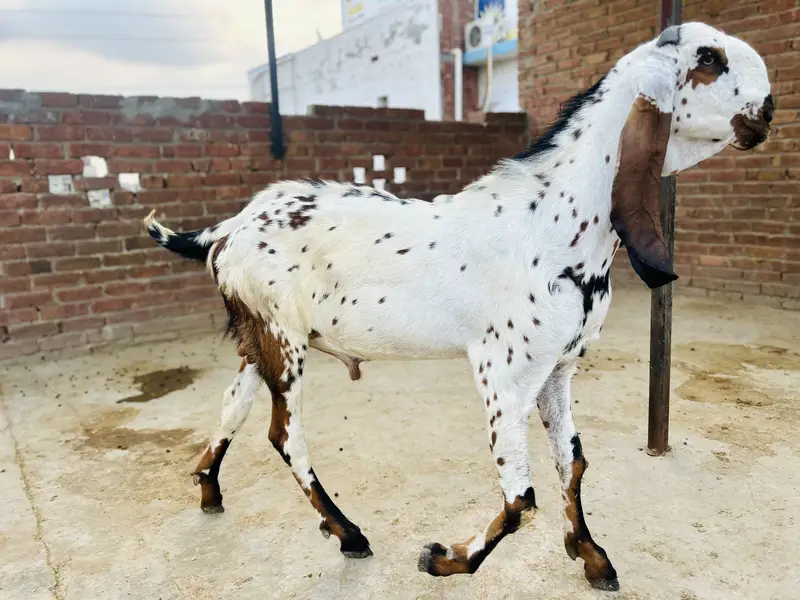 Makhi cheena beetal cross bakra / goat / bakri — photo 6
