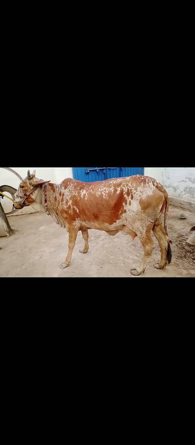 3 din phele isne bachra peda Kiya ha abhi tazi ha