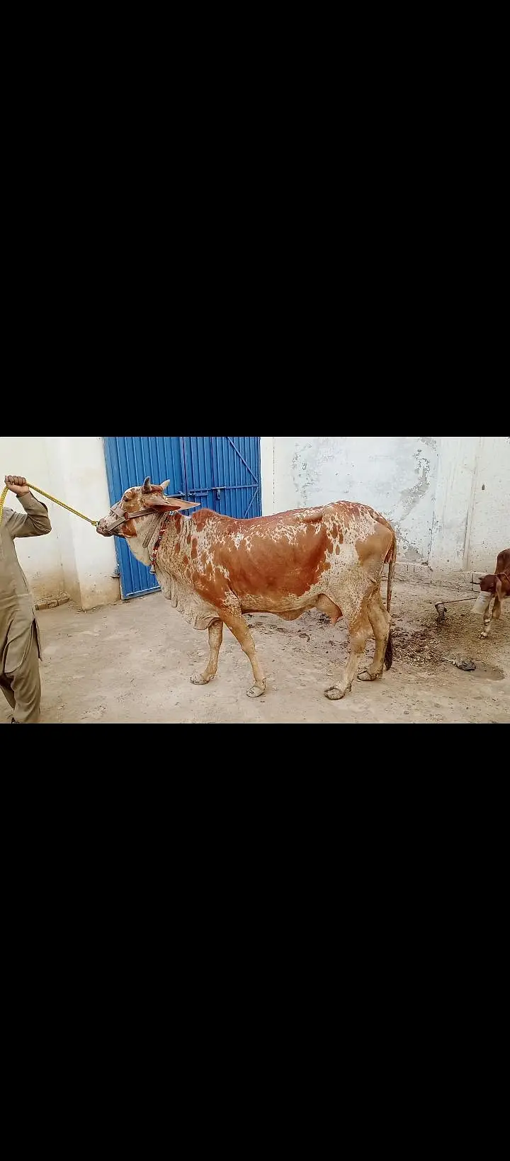 3 din phele isne bachra peda Kiya ha abhi tazi ha — photo 2